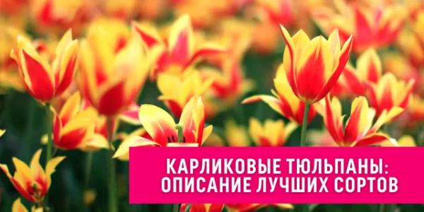 Тюльпан карликовый — идеальный цветок для декорирования дома и сада, особенности, подробное описание сортов и важные правила ухода Тюльпан карликовый — идеальный цветок для декорирования дома и сада, особенности, подробное описание сортов и важные правила ухода