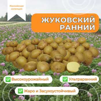 Картофель Маша — идеальный выбор для домашнего приготовления разнообразных блюд из нежного и ароматного картофеля Картофель Маша — идеальный выбор для домашнего приготовления разнообразных блюд из нежного и ароматного картофеля