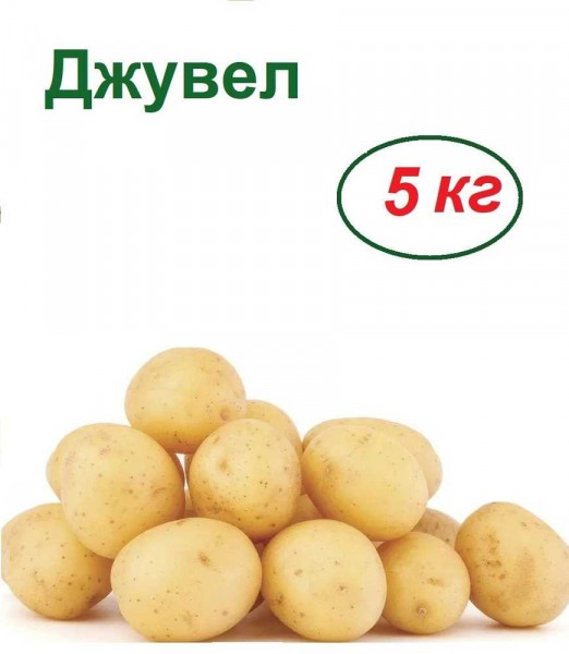Картофель Маша — идеальный выбор для домашнего приготовления разнообразных блюд из нежного и ароматного картофеля Картофель Маша — идеальный выбор для домашнего приготовления разнообразных блюд из нежного и ароматного картофеля