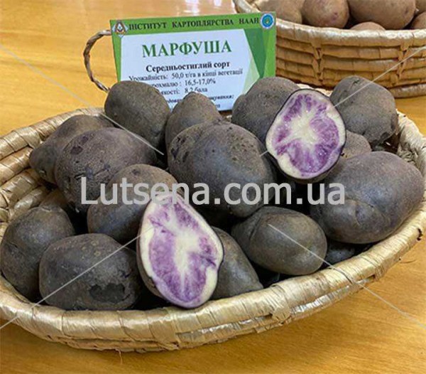Картофель Маша — идеальный выбор для домашнего приготовления разнообразных блюд из нежного и ароматного картофеля Картофель Маша — идеальный выбор для домашнего приготовления разнообразных блюд из нежного и ароматного картофеля