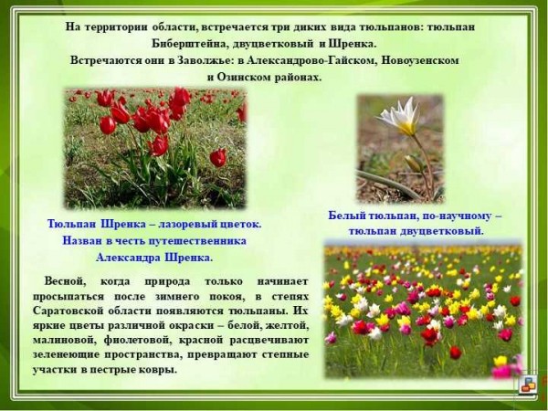 Тюльпаны Шренка — редкий сорт настоящих красавцев, способных украсить любой сад! Тюльпаны Шренка — редкий сорт настоящих красавцев, способных украсить любой сад!