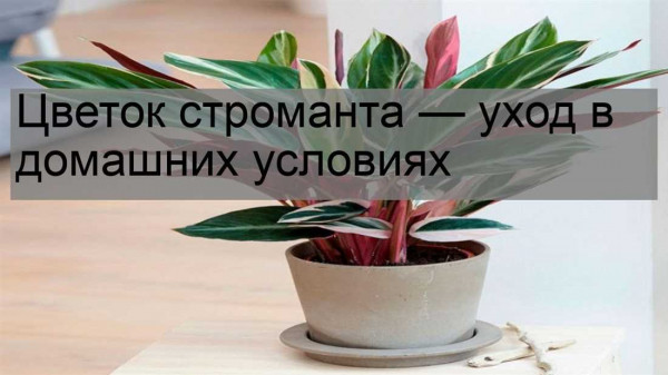 Комнатный цветок Строманта — рекомендации по уходу в домашних условиях для здоровья и красоты растения Комнатный цветок Строманта — рекомендации по уходу в домашних условиях для здоровья и красоты растения