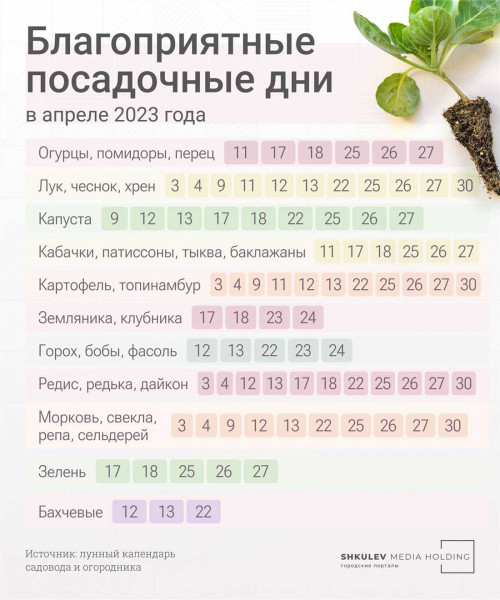 Лунный календарь посева семян на рассаду на 2021 год — лучшие дни для посадки и выращивания растений согласно фазам Луны Лунный календарь посева семян на рассаду на 2021 год — лучшие дни для посадки и выращивания растений согласно фазам Луны