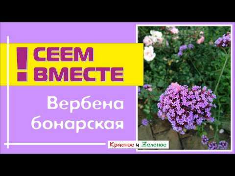 Правильное выращивание и уход за вербеной бонарской — секреты здорового роста и изящного цветения вашего сада Правильное выращивание и уход за вербеной бонарской — секреты здорового роста и изящного цветения вашего сада