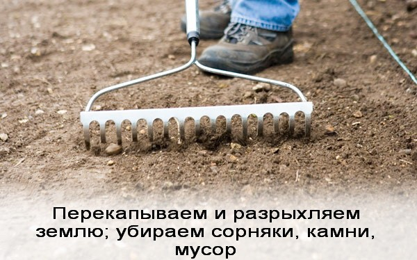 Посев газонной травы: как выбрать вид и подготовить землю для создания красивого газона