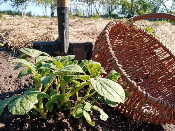 Растения, которые можно выращивать рядом с картофелем для повышения урожайности и защиты от вредителей