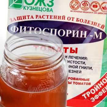Уникальный препарат «Фитоспорин» для борьбы с болезнями томатов — эффективность, способ применения и результаты использования Уникальный препарат «Фитоспорин» для борьбы с болезнями томатов — эффективность, способ применения и результаты использования