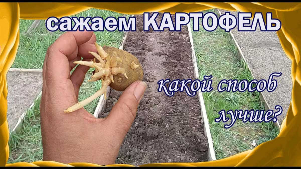 Как правильно посадить картофель глазками — полезные советы для успешного урожая Как правильно посадить картофель глазками — полезные советы для успешного урожая