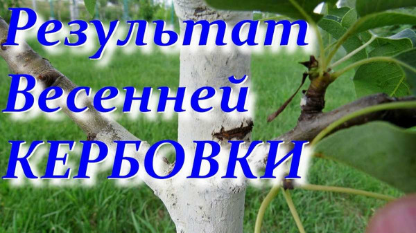 Кербовка — упражнения и советы для тренировки пресса и брюшного пресса в домашних условиях Кербовка — упражнения и советы для тренировки пресса и брюшного пресса в домашних условиях