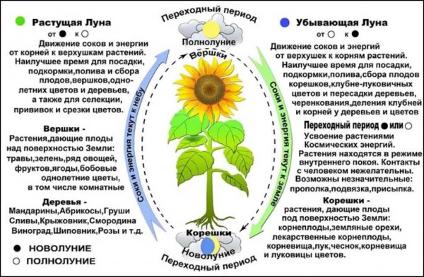 Лунный календарь посева семян на рассаду на 2021 год — лучшие дни для посадки и выращивания растений согласно фазам Луны Лунный календарь посева семян на рассаду на 2021 год — лучшие дни для посадки и выращивания растений согласно фазам Луны