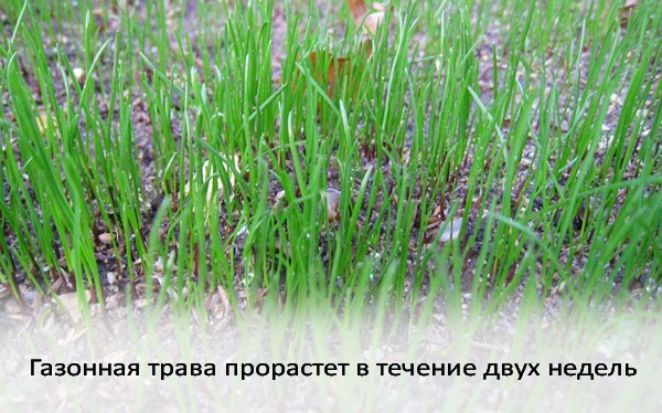 Посев газонной травы: как выбрать вид и подготовить землю для создания красивого газона