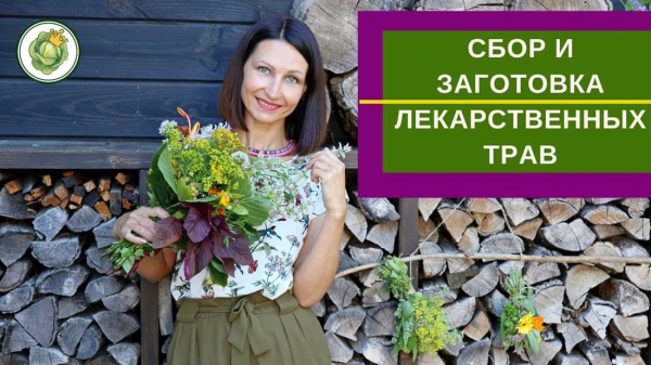 Секреты сбора и сушки лекарственных трав для получения максимальной пользы Секреты сбора и сушки лекарственных трав для получения максимальной пользы