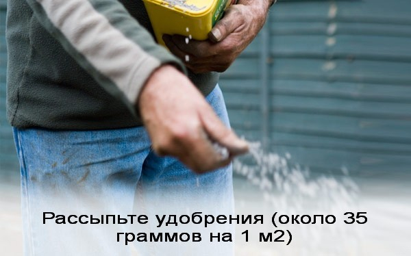 Посев газонной травы: как выбрать вид и подготовить землю для создания красивого газона