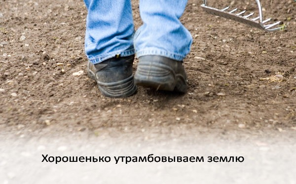 Посев газонной травы: как выбрать вид и подготовить землю для создания красивого газона