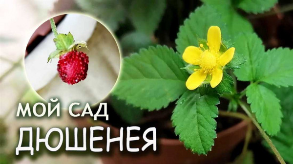 Как эффективно организовать выращивание дюшенеи индийской и получить обильный урожай &mdash; основные советы и рекомендации