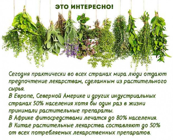 Список самых лучших и полезных трав для лечения печени Список самых лучших и полезных трав для лечения печени
