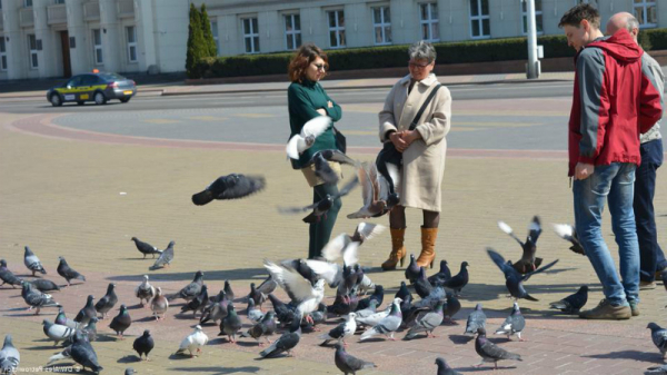 Для чего разводят голубей в городе или в домашних условиях Для чего разводят голубей в городе или в домашних условиях