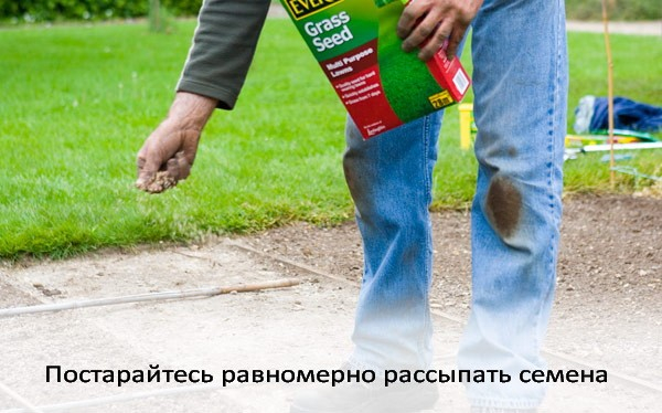 Посев газонной травы: как выбрать вид и подготовить землю для создания красивого газона