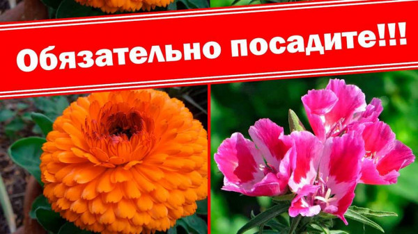 Как выбрать идеальные неприхотливые однолетние цветы для вашей дачи — лучшие сорта и секреты ухода Как выбрать идеальные неприхотливые однолетние цветы для вашей дачи — лучшие сорта и секреты ухода