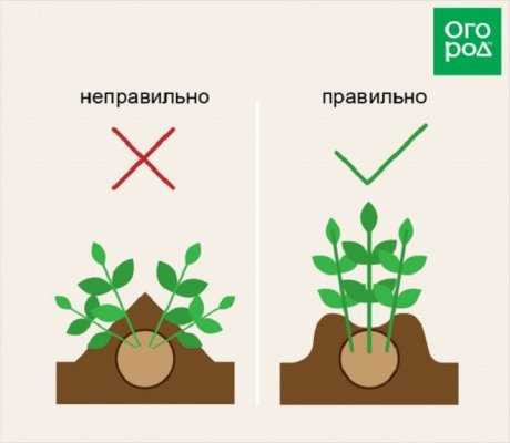 Подробное руководство по технике и особенностям окучивания картофеля для увеличения урожайности и качества урожая
