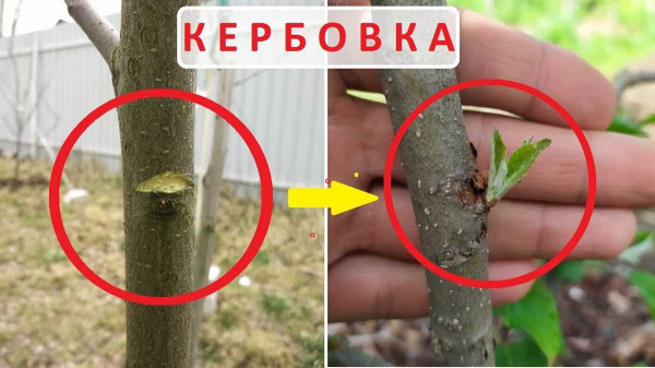 Кербовка — упражнения и советы для тренировки пресса и брюшного пресса в домашних условиях Кербовка — упражнения и советы для тренировки пресса и брюшного пресса в домашних условиях