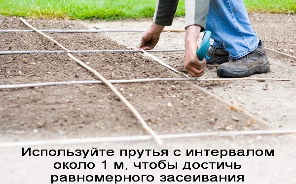 Посев газонной травы: как выбрать вид и подготовить землю для создания красивого газона