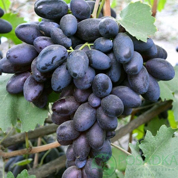 Разнообразие сортов черного винограда &ndash; открытие новых вкусовых горизонтов