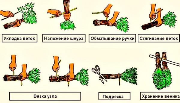 Как заготовить березовый веник для бани и как правильно запарить Как заготовить березовый веник для бани и как правильно запарить