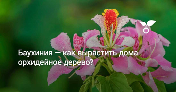 Как вырастить в квартире самое нежное и изящное орхидейное дерево — баухинию? Как вырастить в квартире самое нежное и изящное орхидейное дерево — баухинию?