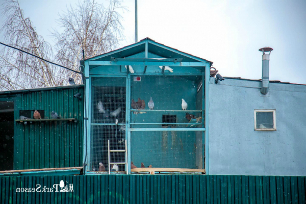 Для чего разводят голубей в городе или в домашних условиях Для чего разводят голубей в городе или в домашних условиях
