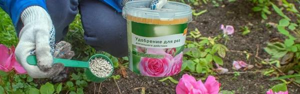Подробный гид по подкормке роз в июле-августе для максимального и шикарного цветения Подробный гид по подкормке роз в июле-августе для максимального и шикарного цветения