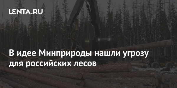 В идее Минприроды нашли угрозу для российских лесов